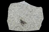 Fossil March Fly (Plecia) - Green River Formation #95840-1